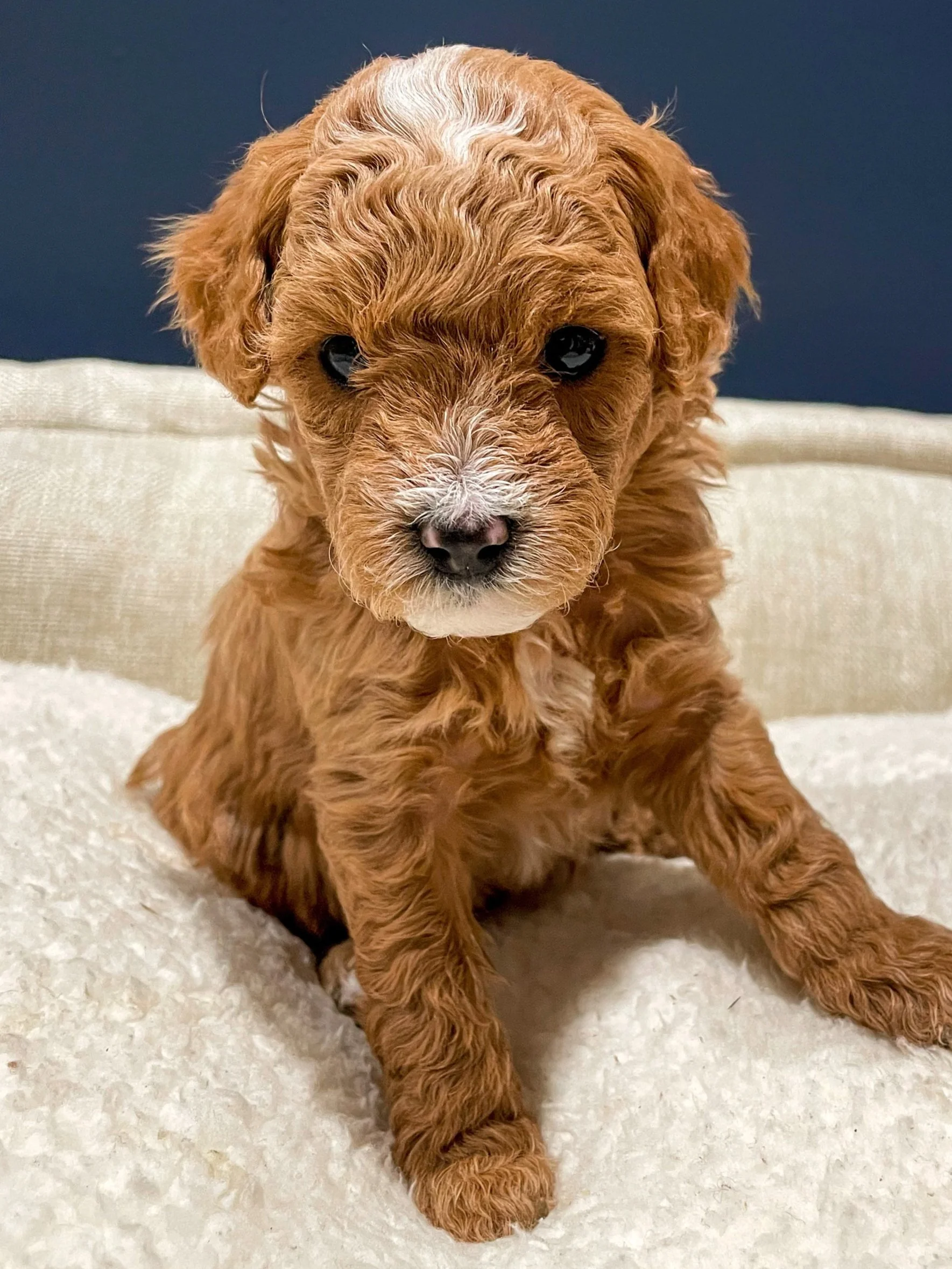 Small hypoallergenic dogs for sale near me sales